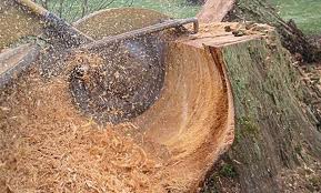 Stump Grinding